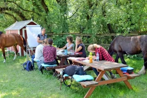 Ausbildung Pferdegestütztes Coaching in Parndorf – mit Pferden arbeiten