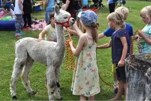 Feiern mit Lamas und Alpakas in Hermagor