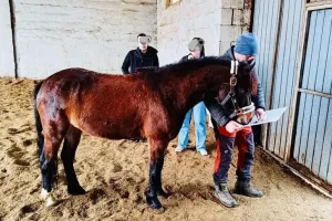 Heilpädagogisches Reiten in Maria Anzbach