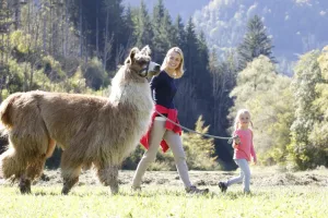 Lamatrekking in Hermagor – gemeinsam mit Lamas unterwegs