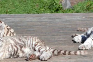 Tierparkerlebnis in Kernhof – Tiere und Shows entdecken