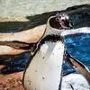 Grundlagen Tierfotografie Wien – Tiere artgerecht fotografieren Bild 1