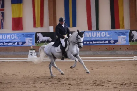 Einzelcoaching Dressureiter in Wien, Niederösterreich, Steiermark & Kärnten Bild 1