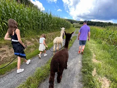 Alpaka-Wanderung in Tieschen Bild 1