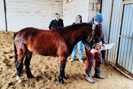 Heilpädagogisches Reiten in Maria Anzbach Bild 1