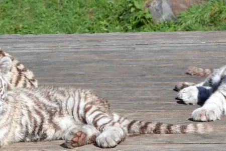 Tierparkerlebnis in Kernhof – Tiere und Shows entdecken Bild 1